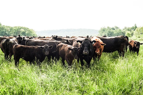 cows on Virginia cattle farm