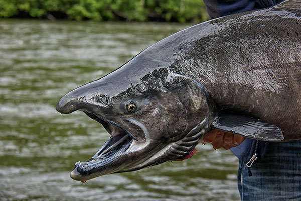 wild vs. farmed salmon: chinook salmon