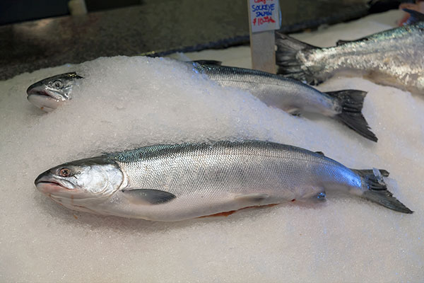 wild vs. farmed salmon: sockeye salmon