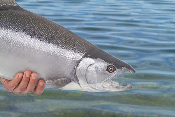 wild vs farmed salmon: Coho silver salmon