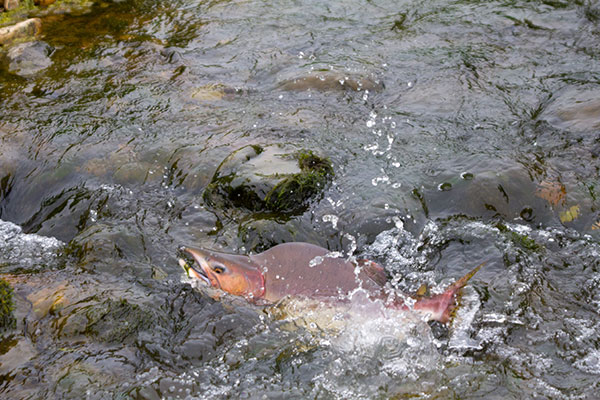 pink humpback salmon: wild vs farmed salmon