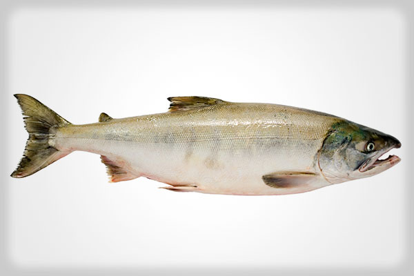 Chum (dog) salmon: wild vs farmed salmon