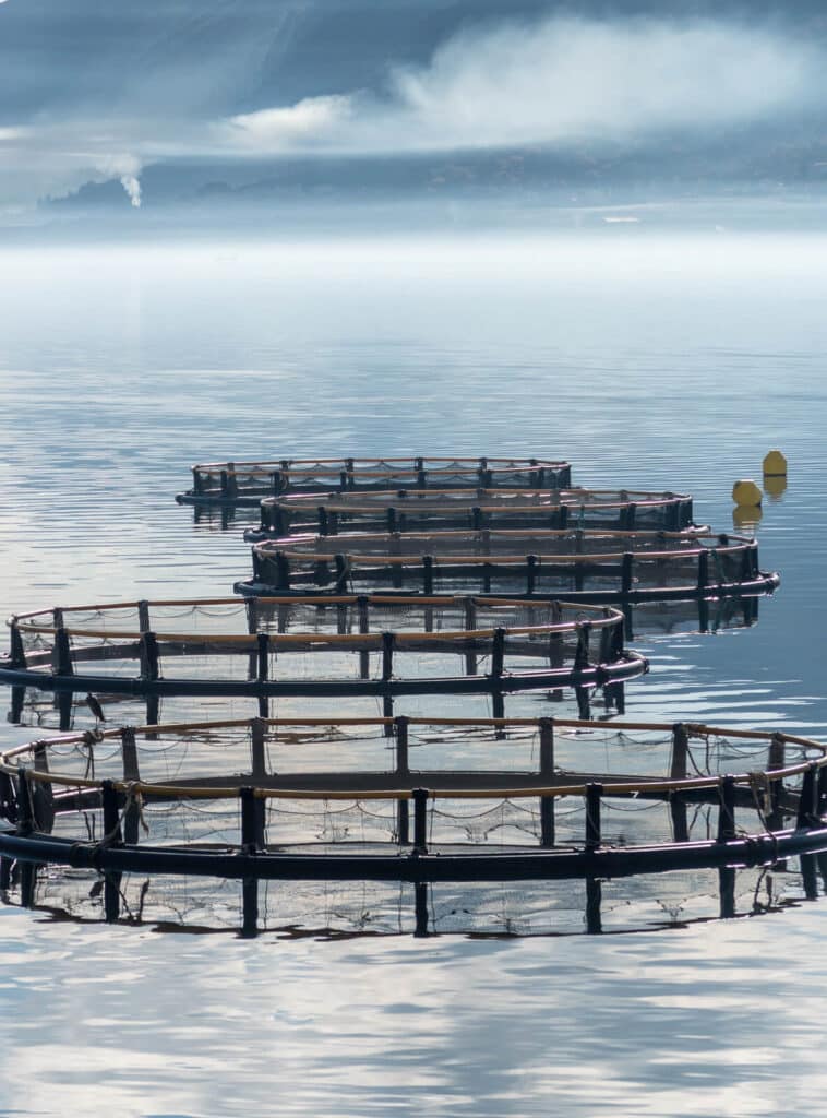 fishing nets for raising farm raised salmon