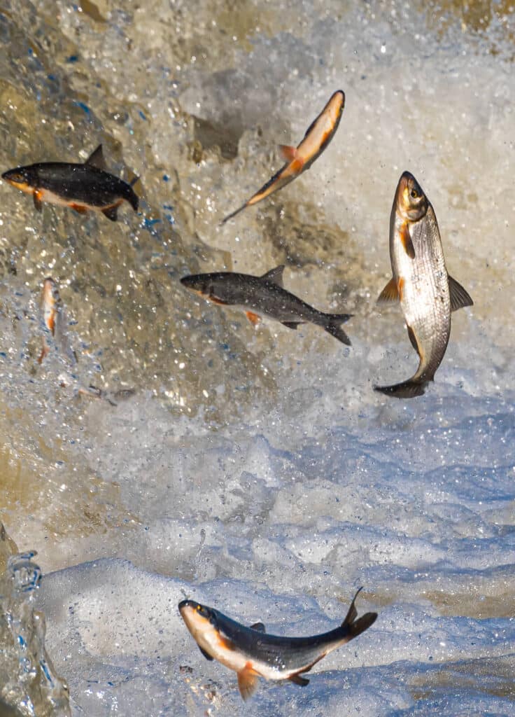 salmon jumping upstream on a river