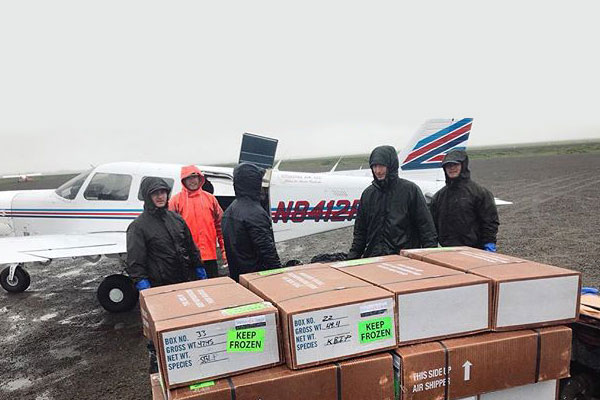 Salmon and Sable fresh salmon, ready for shipping