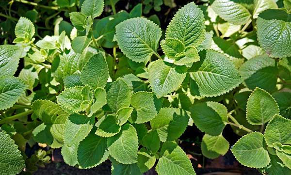 Mexican oregano growing wild