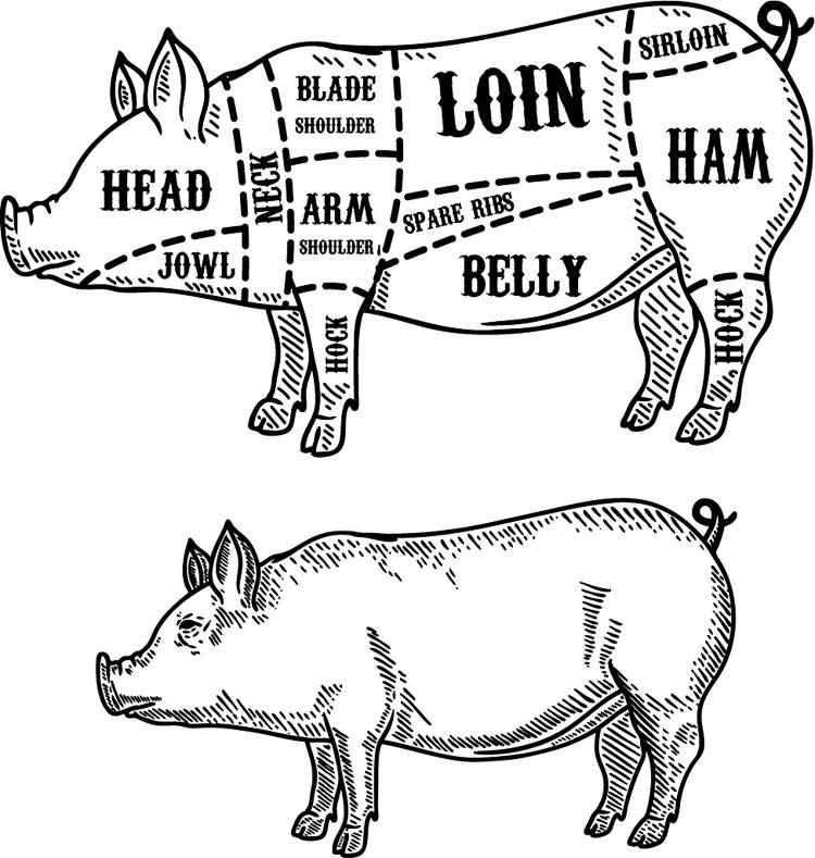diagram of pig showing cuts of pork